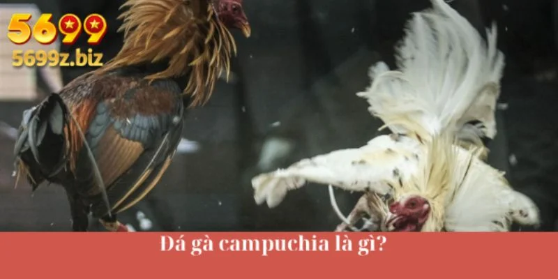 Đá gà campuchia là gì?