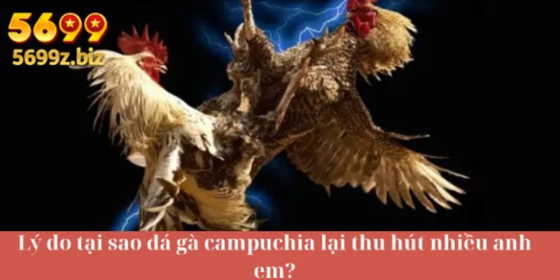 Lý do tại sao đá gà campuchia lại thu hút nhiều anh em?
