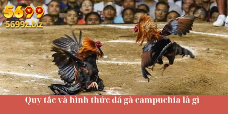 Quy tắc và hình thức đá gà campuchia là gì
