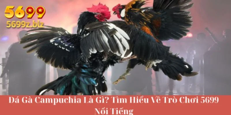 Đá gà campuchia là gì