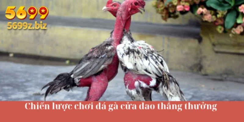 Chiến lược chơi đá gà cửa dao thắng thưởng