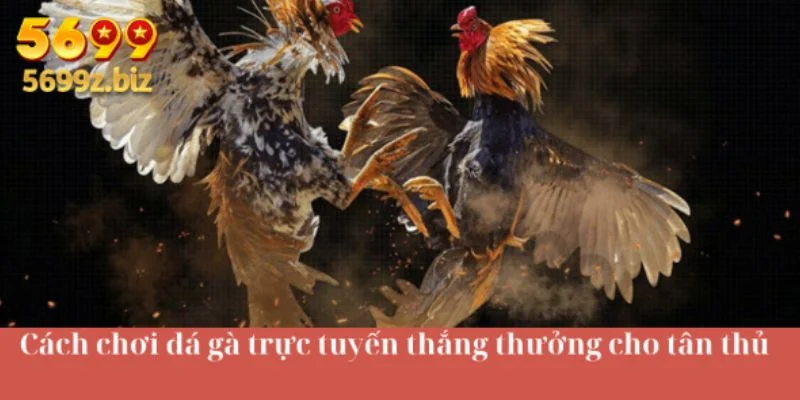 Cách chơi đá gà trực tuyến thắng thưởng cho tân thủ