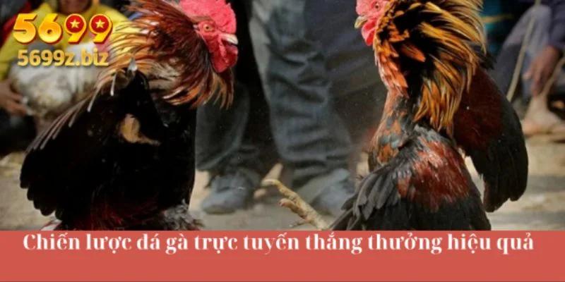 Chiến lược đá gà trực tuyến thắng thưởng hiệu quả